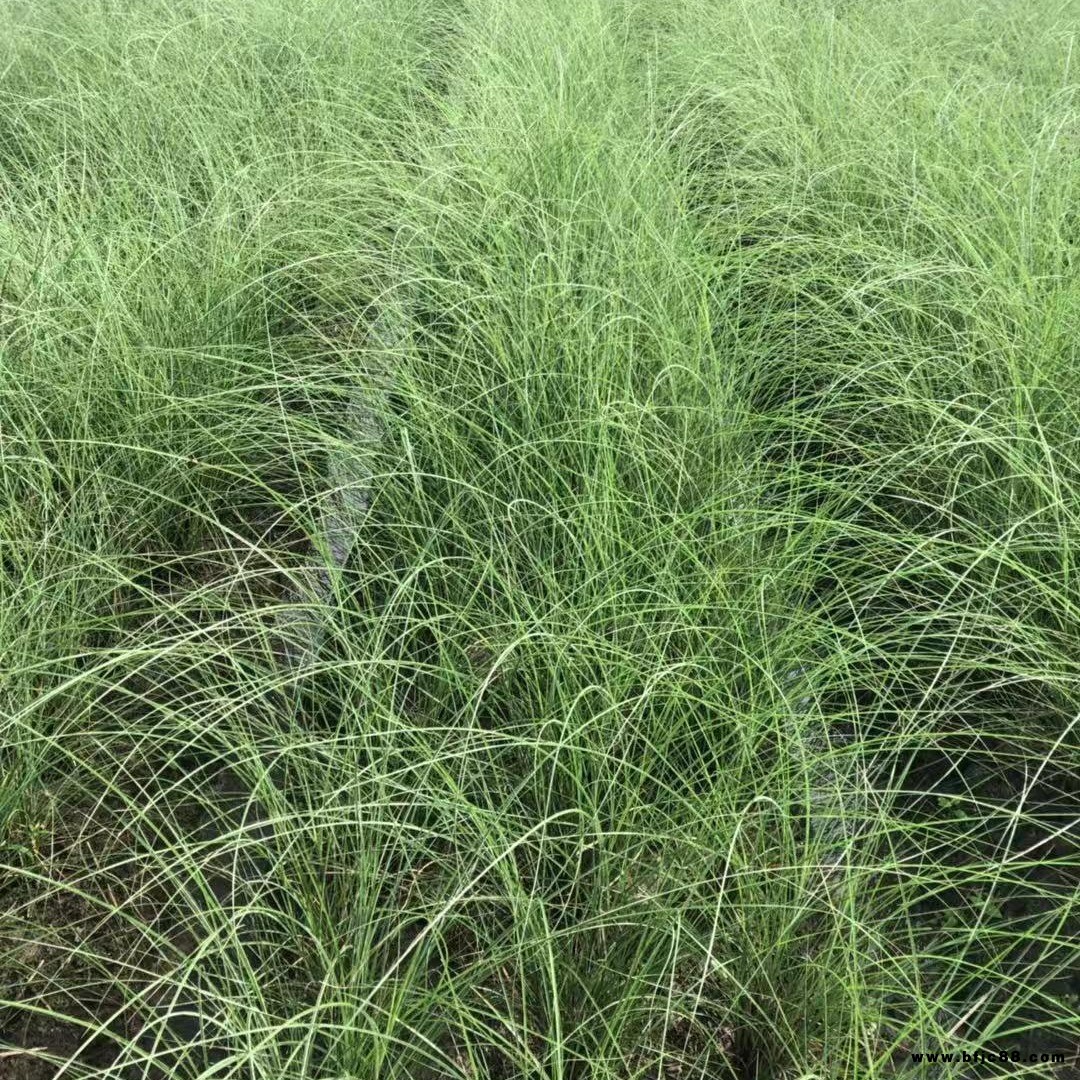 益森苗圃直供 細葉芒草 細葉芒小苗 花葉芒拉手籠 源頭價格