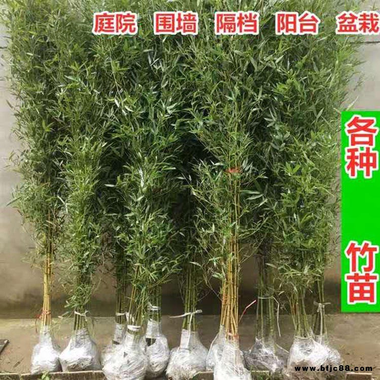 仿真竹子屏風富貴毛竹隔斷裝飾平頭竹隔斷加密過膠葉戶外布景毛竹