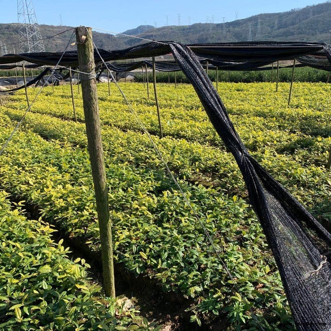 早茶烏牛早茶苗 高產量浙江茶苗 一年生冬插苗 無性系繁育